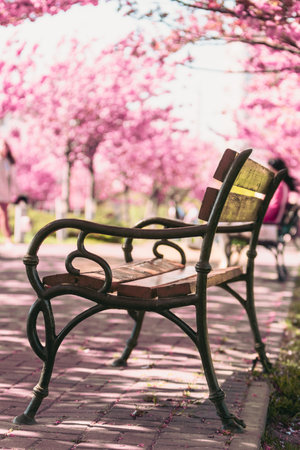 bench in public park blooming sakura tree on backgroundの写真素材