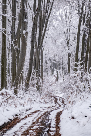view of trail road in frozen forestの写真素材