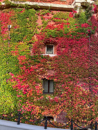 Vibrant Ivy-Covered Building in Autumnの写真素材