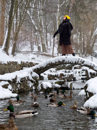 Winter Scene with Ducks and a Walker on a Snowy Bridgeの写真素材