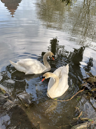 Swan Swimming in a Tranquil Pondの写真素材