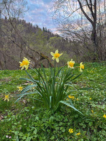 Blooming Daffodils in a Scenic Meadowの写真素材