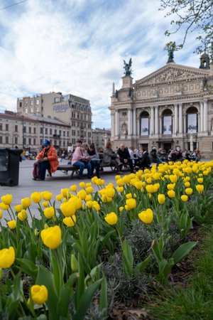 Yellow Tulips and Historic Opera Houseの写真素材