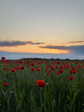 Serene Poppy Field at Sunsetの写真素材
