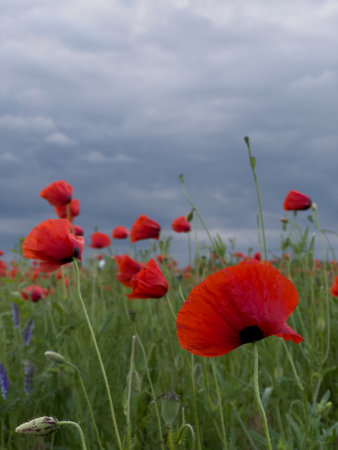 Vibrant Red Poppies Under Cloudy Skyの写真素材