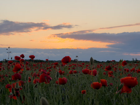 Serene Poppy Field at Sunsetの写真素材