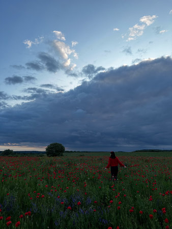 Woman in Poppy Field at Duskの写真素材