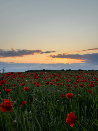 Serene Poppy Field at Sunsetの写真素材