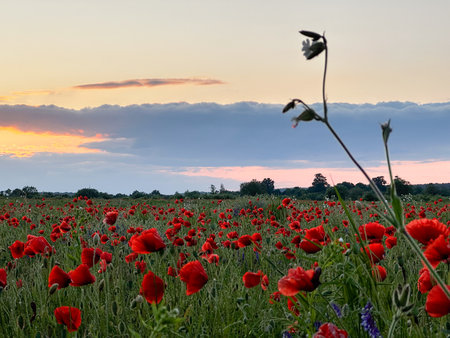Vibrant Red Poppies Under Cloudy Skyの写真素材