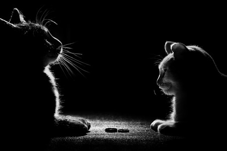 Black cat is playing with wedding ring