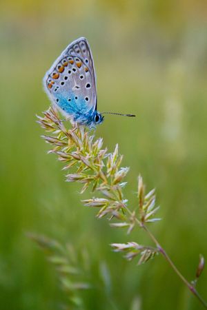 The beautiful blue butterfly on a branchの写真素材