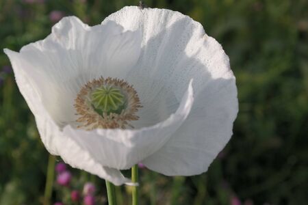 flowerの写真素材