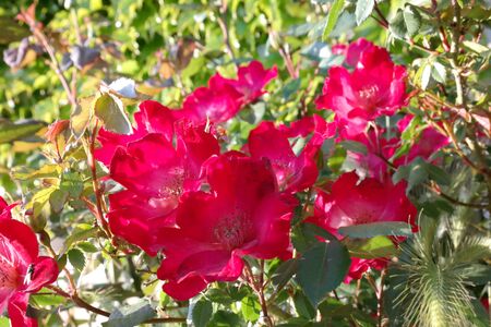 flowersの写真素材