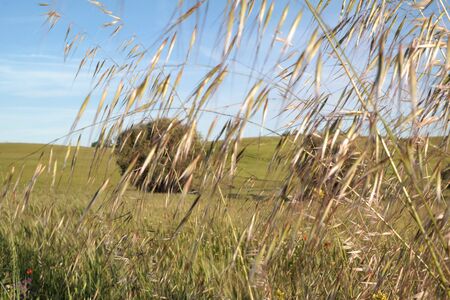 grassの写真素材