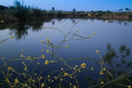 pond flowersの写真素材
