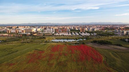 landscape poppies