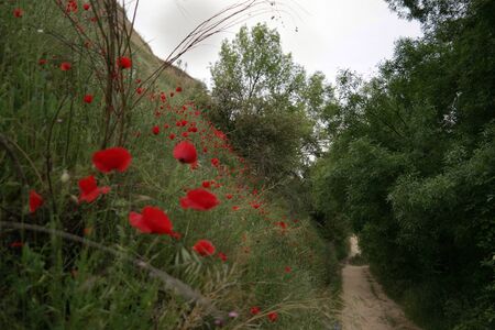 landscape poppiesの写真素材