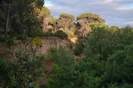forest cliffの写真素材