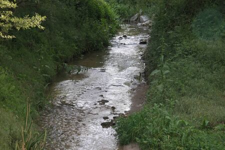 river meadow grass flares water flows leavesの写真素材