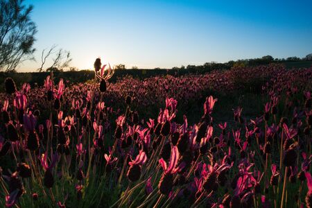 landscape morning sunrise sun meadow countryside flowers viewの写真素材