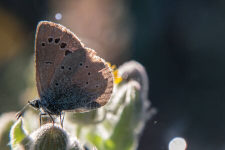 butterfly insect macro nature plant sunny bokehの写真素材