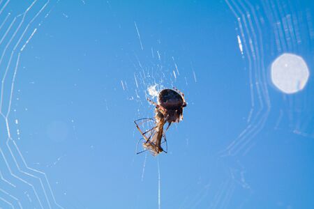 spider sunny insect straw sky macro nature