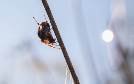 spiderの写真素材