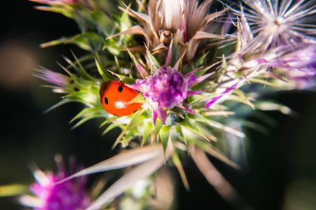 ladybug insect plant green meadow nature thistleの写真素材