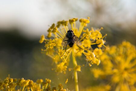 worm kwist meadow spring sunrise morning nature
