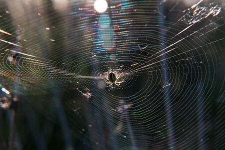 spider web insect spring nature outdoors meadow flaresの写真素材