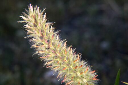 meadow flowers dusk nature plants sunset colorsの写真素材