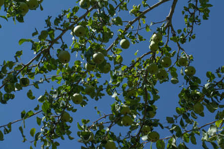 pear tree