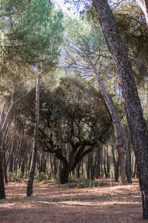 forest view of treesの写真素材