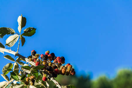 blackberries fruitの写真素材