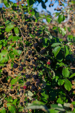 blackberries fruitの写真素材
