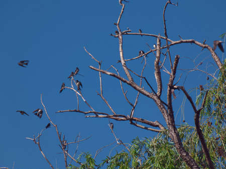 swallow bird animal