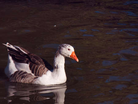 goose birdの写真素材