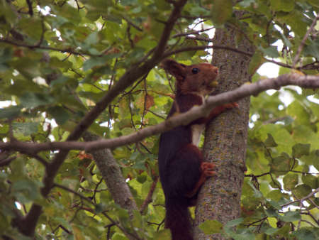 red squirrel nature wild animalの写真素材
