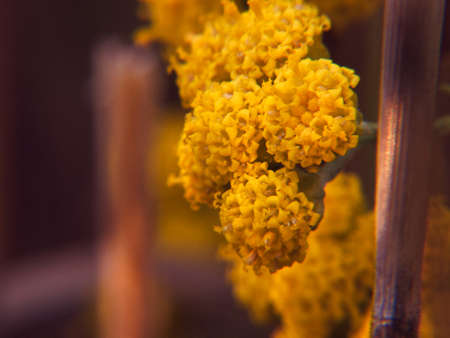 plant macro floraの写真素材