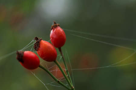 plant macro floraの写真素材