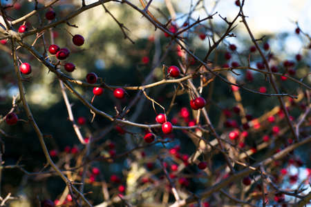 hawthorn tree plant fruit red autumn ripe