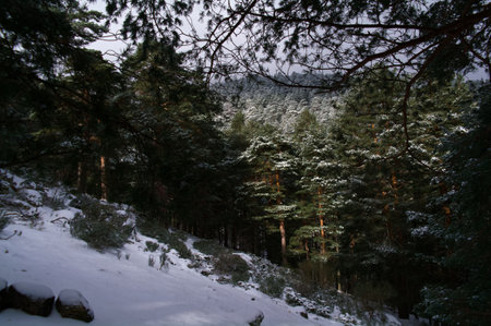 landscape trees forest nature mountainsの写真素材