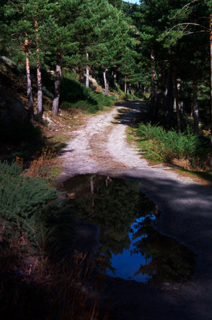 landscape mountains forests trees view nature plantsの写真素材