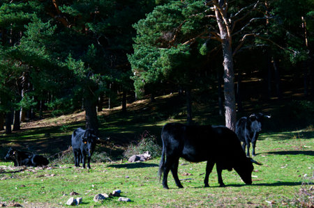 horned cattle domestic animals meadow grass grazingの写真素材