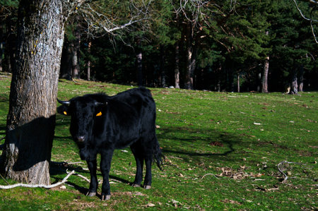 horned cattle domestic animals meadow grass grazingの写真素材
