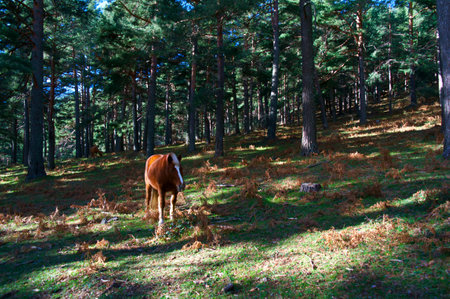 horse domestic animal forest grass plants nature natureの写真素材