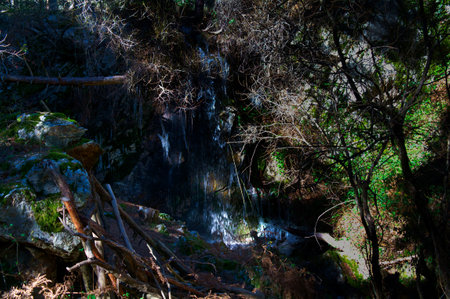 mountain stream water trees plants nature natureの写真素材