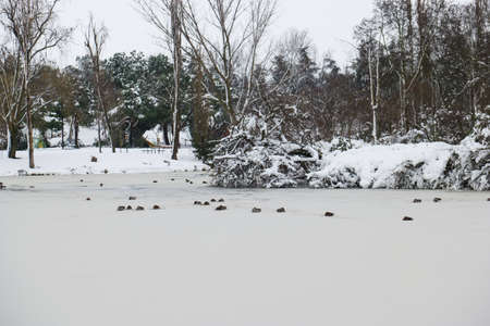 bird winter snow view wild animalの写真素材