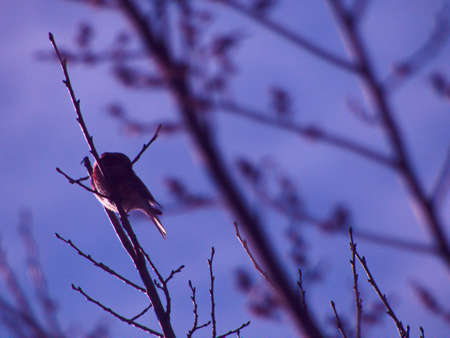 bird animal wild sky blue nature faunaの写真素材