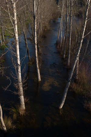 river water spring landscape trees plants floraの写真素材
